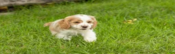 Cocker Spaniel dogs for sale: Cooper  - Ad 4