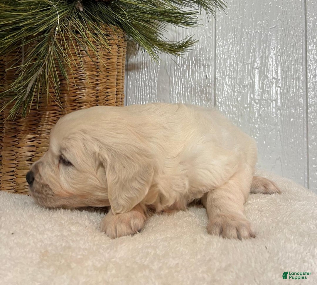 Golden Retriever dogs for sale: Rosie - Ad 11