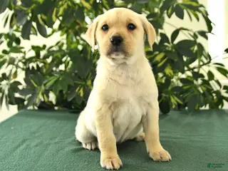 Mixed Breed dogs for sale: Macy - Ad 1