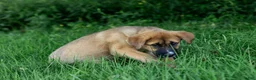 Mixed Breed dogs for sale: Daisy  - Ad 3