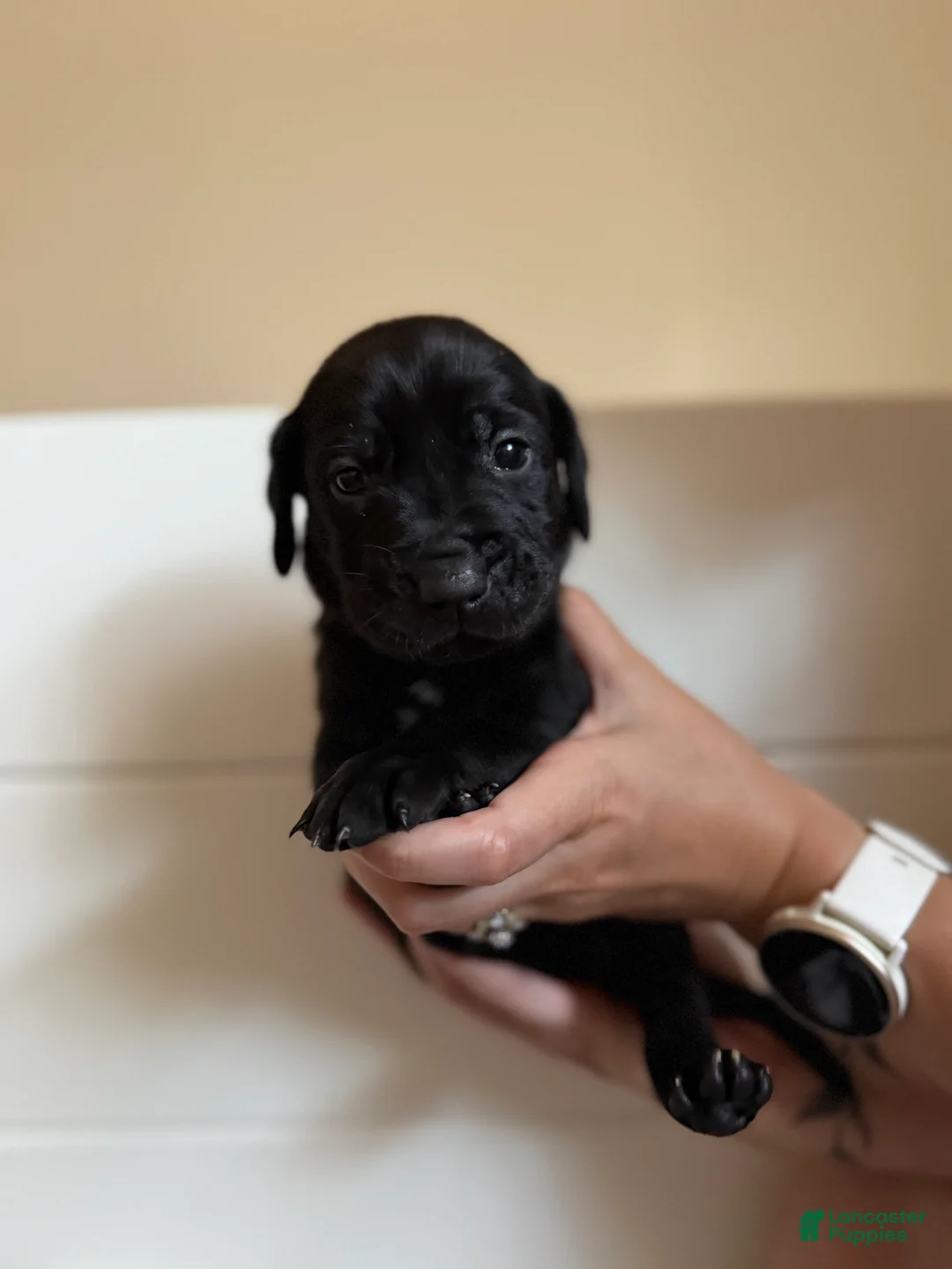 Mixed Breed dogs for sale: Mixed Breed 4 - Ad 2