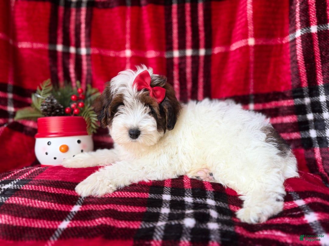 Yorkiepoo dogs for sale: Puddin - Ad 6