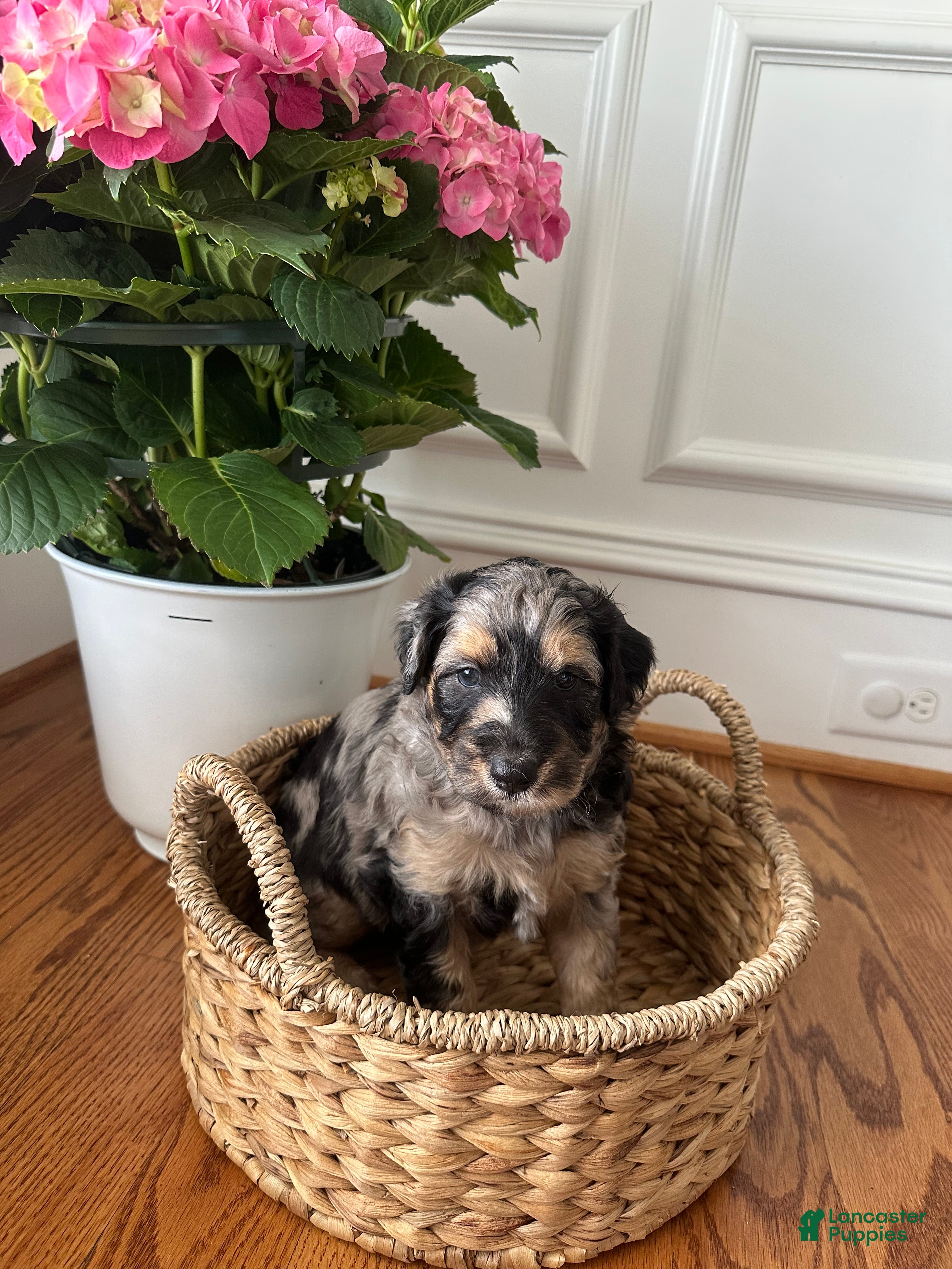Aussiedoodle dogs Aussiedoodle Puppy 1 - Ad 12