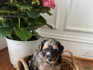 Aussiedoodle dogs Aussiedoodle Puppy 1 - Ad 16