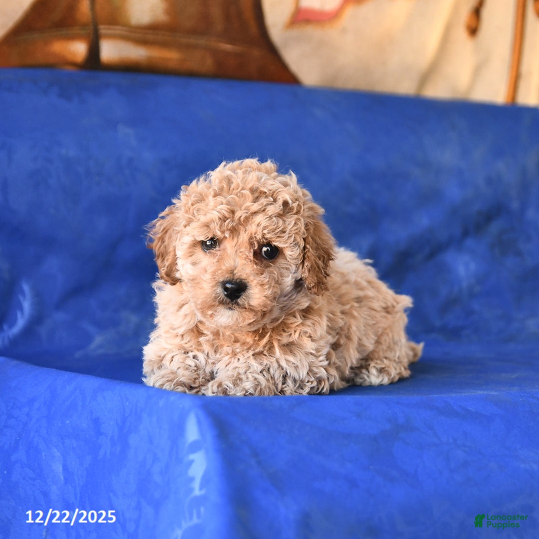 Bichpoo dogs for sale: Teddy - Ad 4