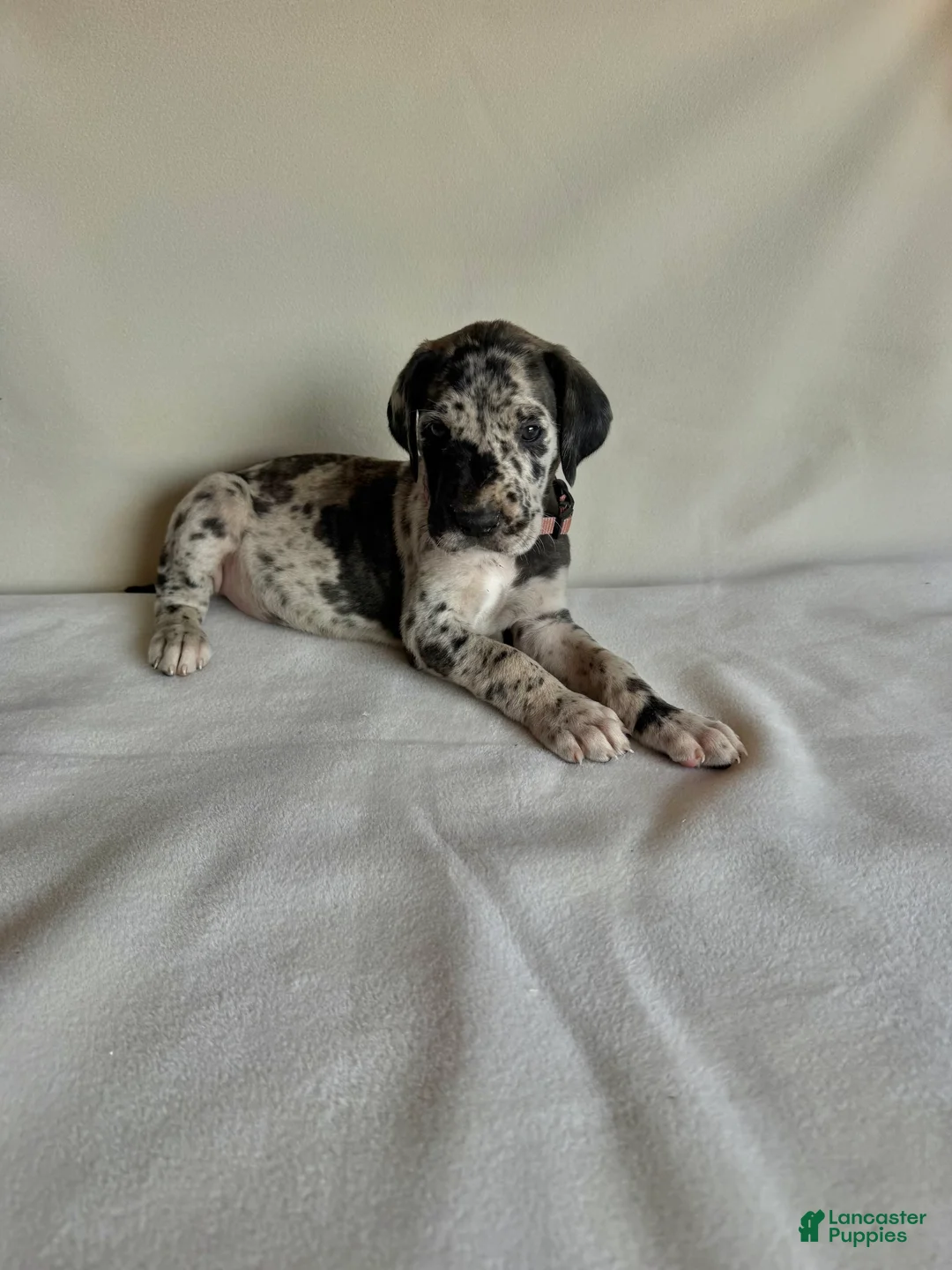 Great Dane dogs for sale: Happy- light pink - Ad 2