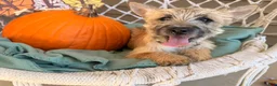Cairn Terrier dogs for sale: Jenny - Ad 3
