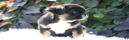 French Bulldog dogs for sale: Panda - Ad 8