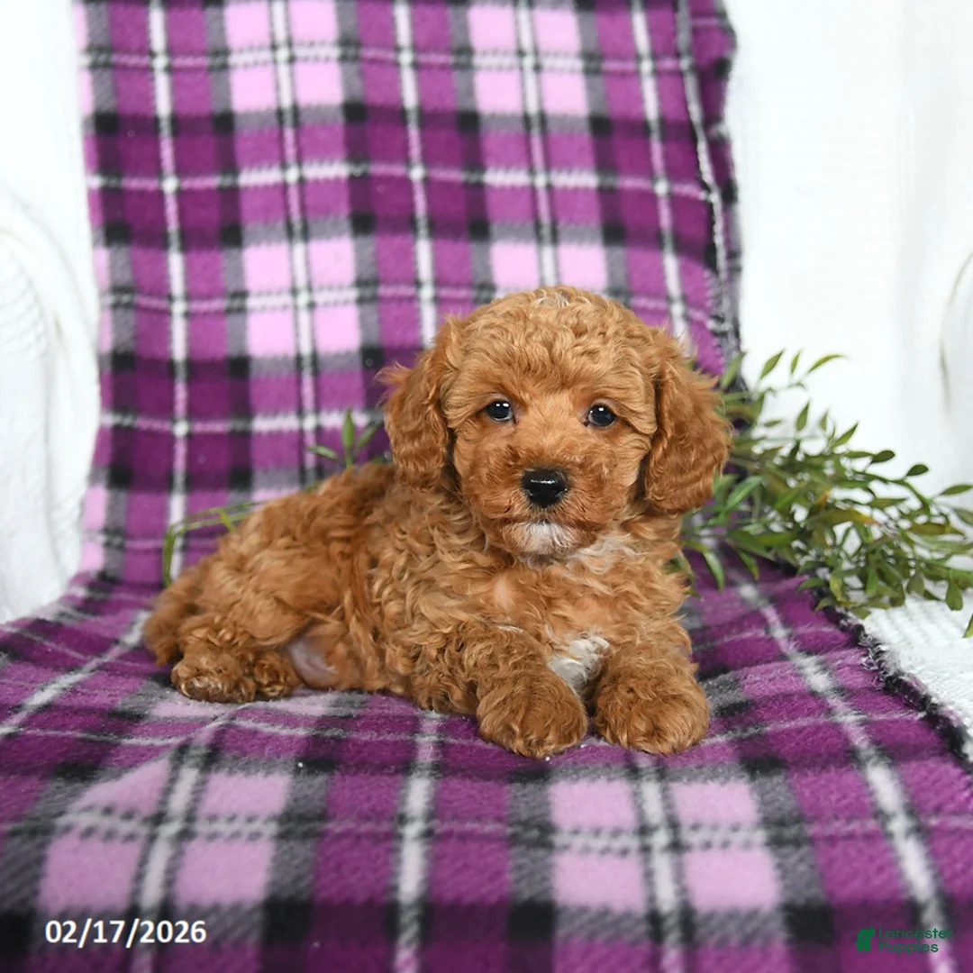 Miniature Poodle dogs for sale: Boots - Ad 2