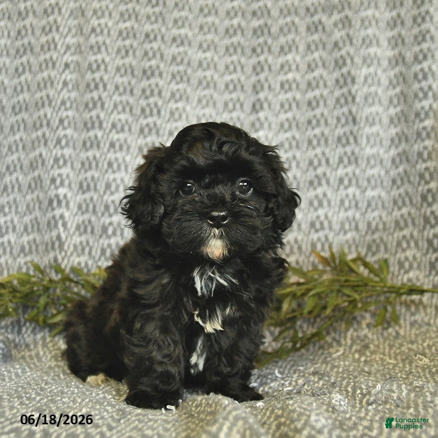 Shihpoo dogs Cindy  - Ad 2