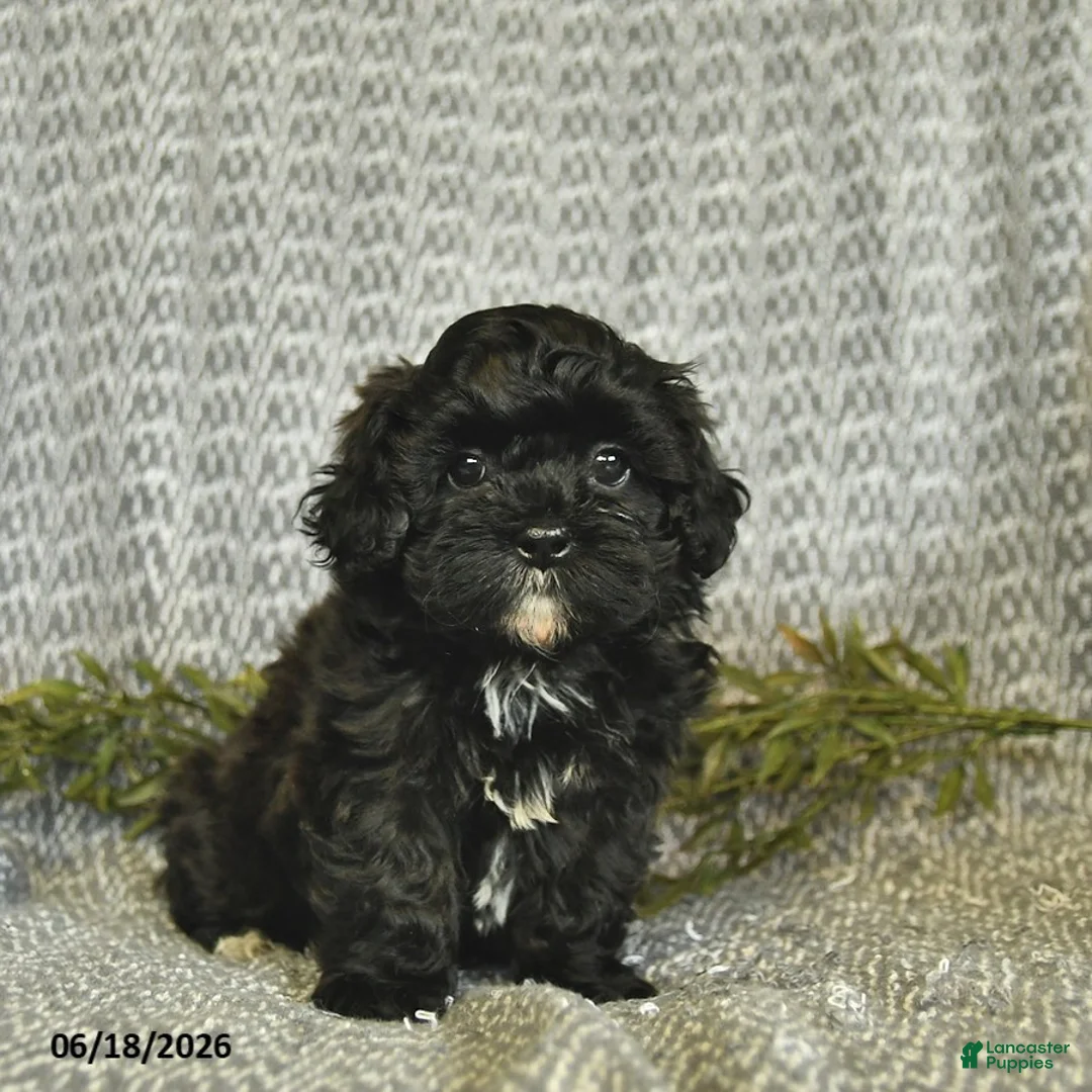 Shihpoo dogs for sale: Cindy  - Ad 2