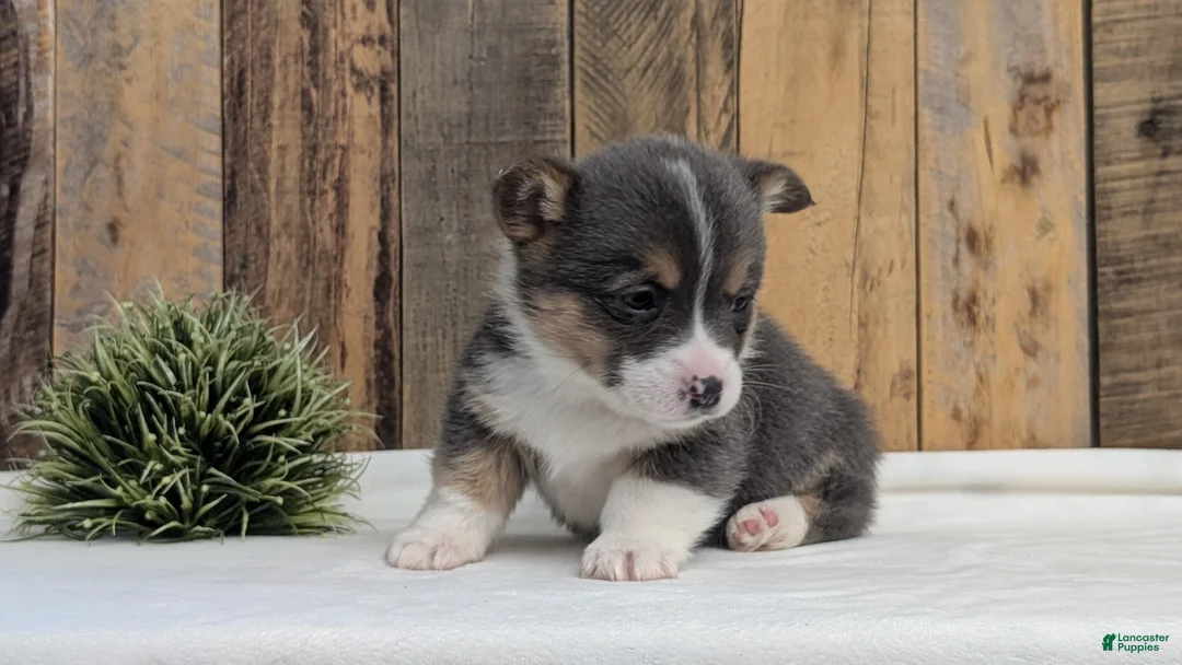 Welsh Corgi Pembroke dogs for sale: Flint - Ad 6