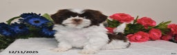 Shih Tzu dogs for sale: Rita - Ad 3