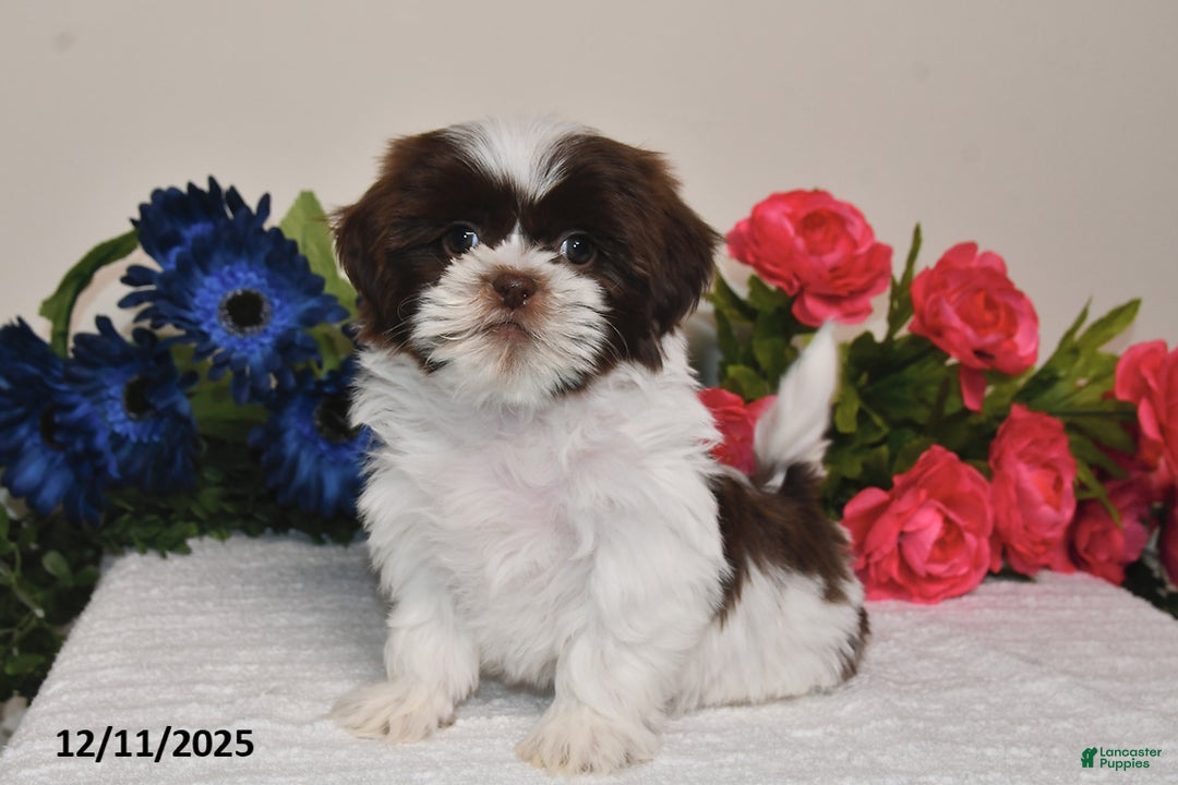 Shih Tzu dogs for sale: Rita - Ad 3