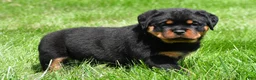 Rottweiler dogs for sale: virginia - Ad 4