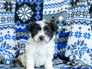 Yorkiepoo dogs Chocolate Crinkle - Ad 15