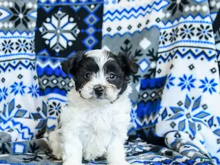 Yorkiepoo dogs Chocolate Crinkle - Ad 1