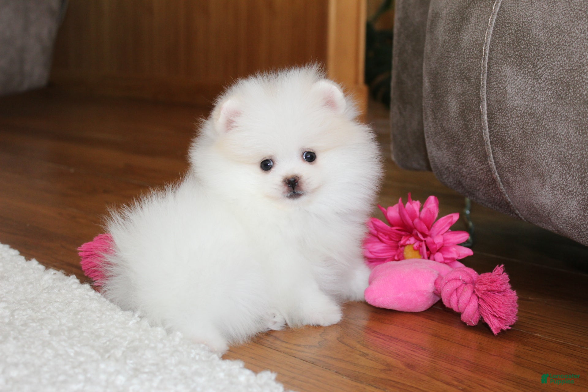 Pomeranian dogs Teacup Pamela - Ad 1