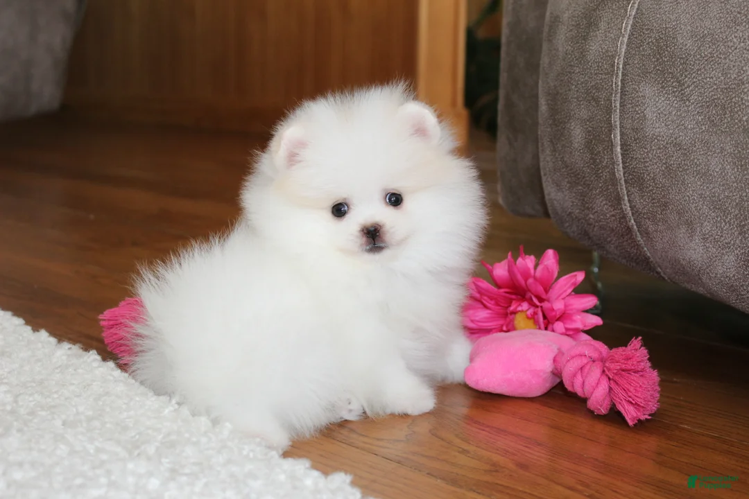 Pomeranian dogs for sale: Teacup Pamela - Ad 1