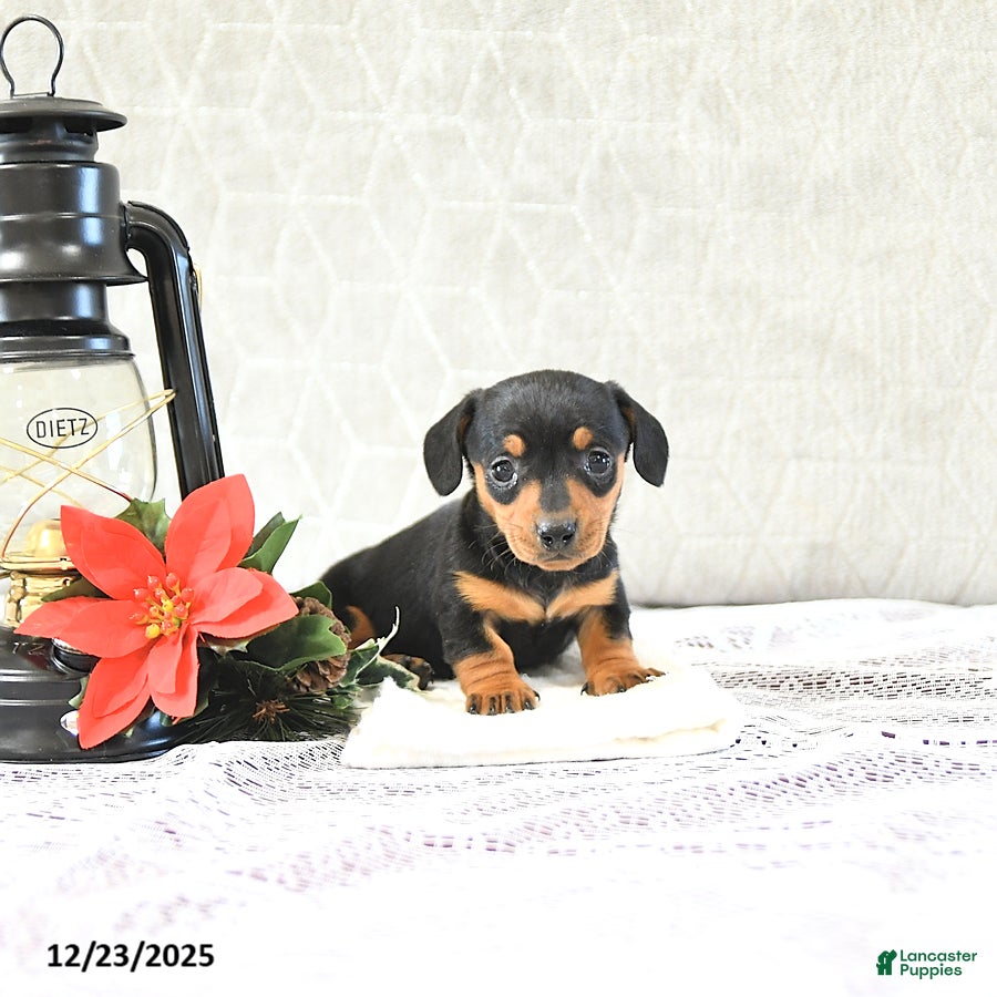 Miniature Dachshund dogs Macey - Ad 25