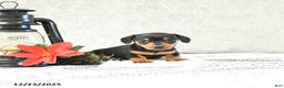 Miniature Dachshund dogs for sale: Macey - Ad 1