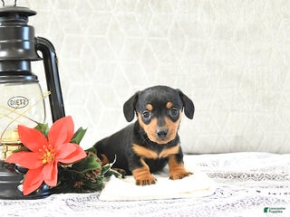 Miniature Dachshund dogs Macey - Ad 25