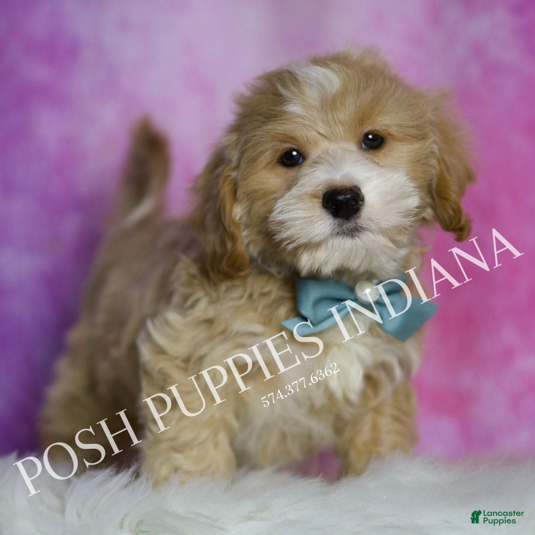 Maltipoo dogs Julian - Ad 9