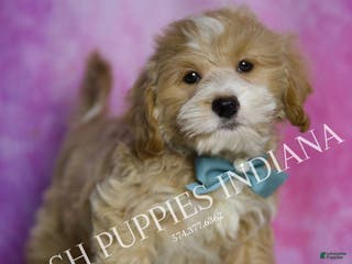 Maltipoo dogs Julian - Ad 29