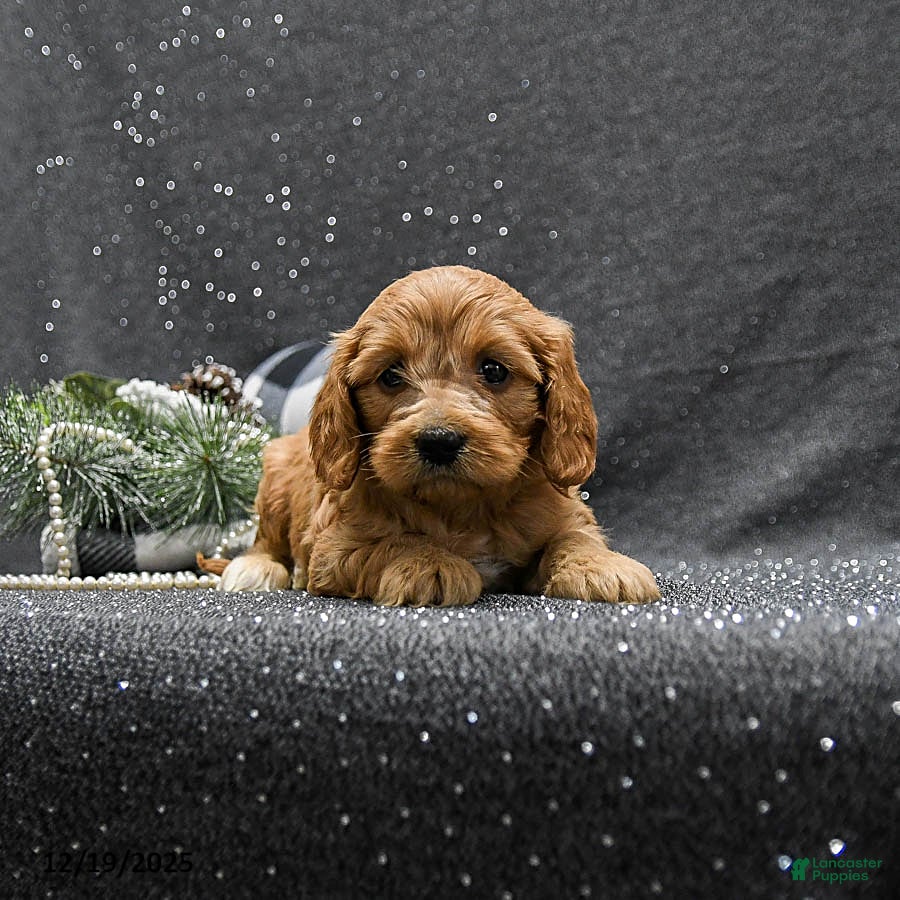 Cavapoo dogs Princess - Ad 4