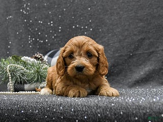 Cavapoo dogs Princess - Ad 4