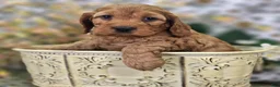 Cockapoo dogs for sale: Sundog - Ad 15