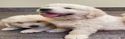 Golden Retriever dogs for sale: Pioneer - Ad 4
