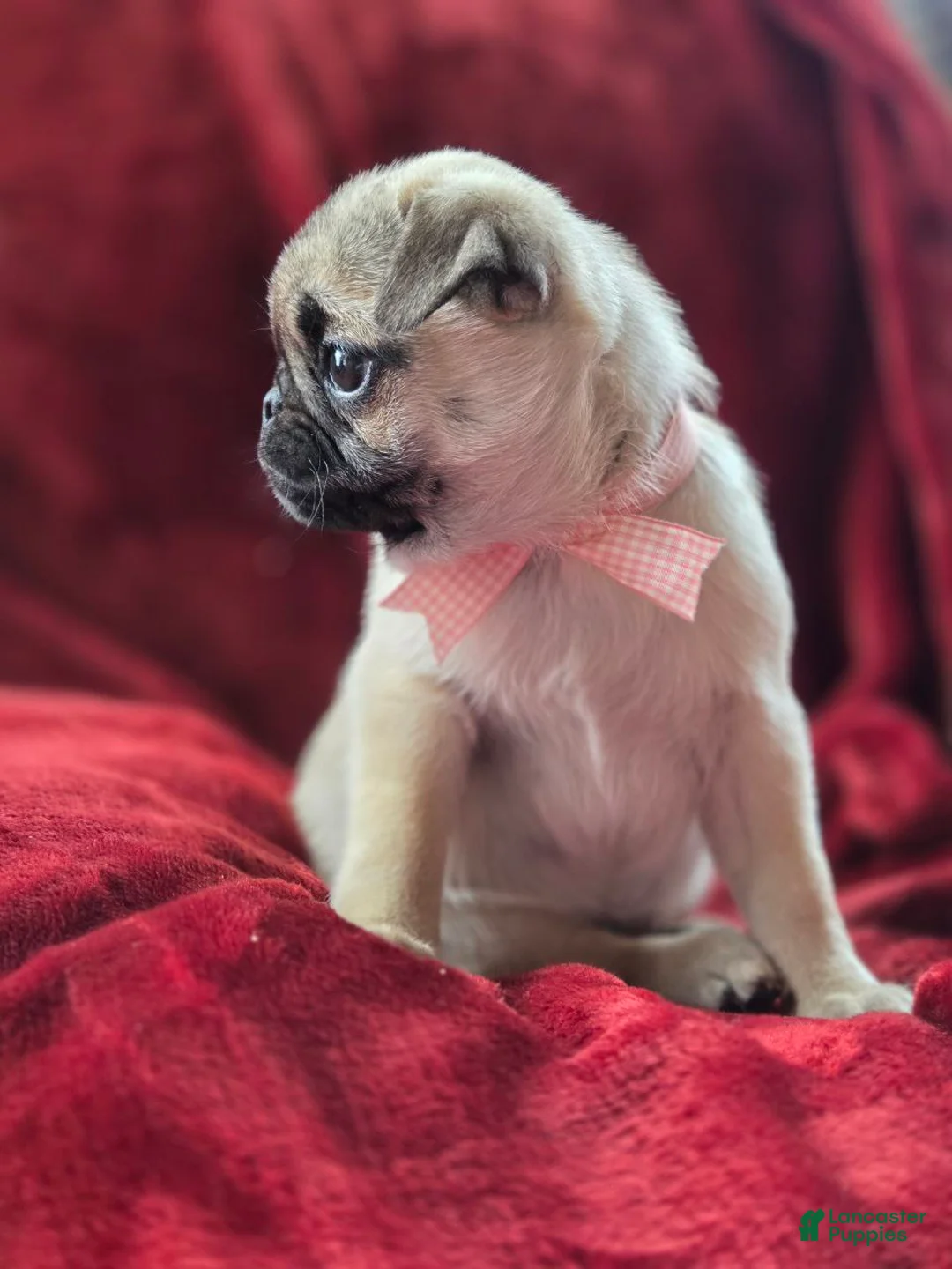 Pug dogs for sale:  valentine 💓 - Ad 6