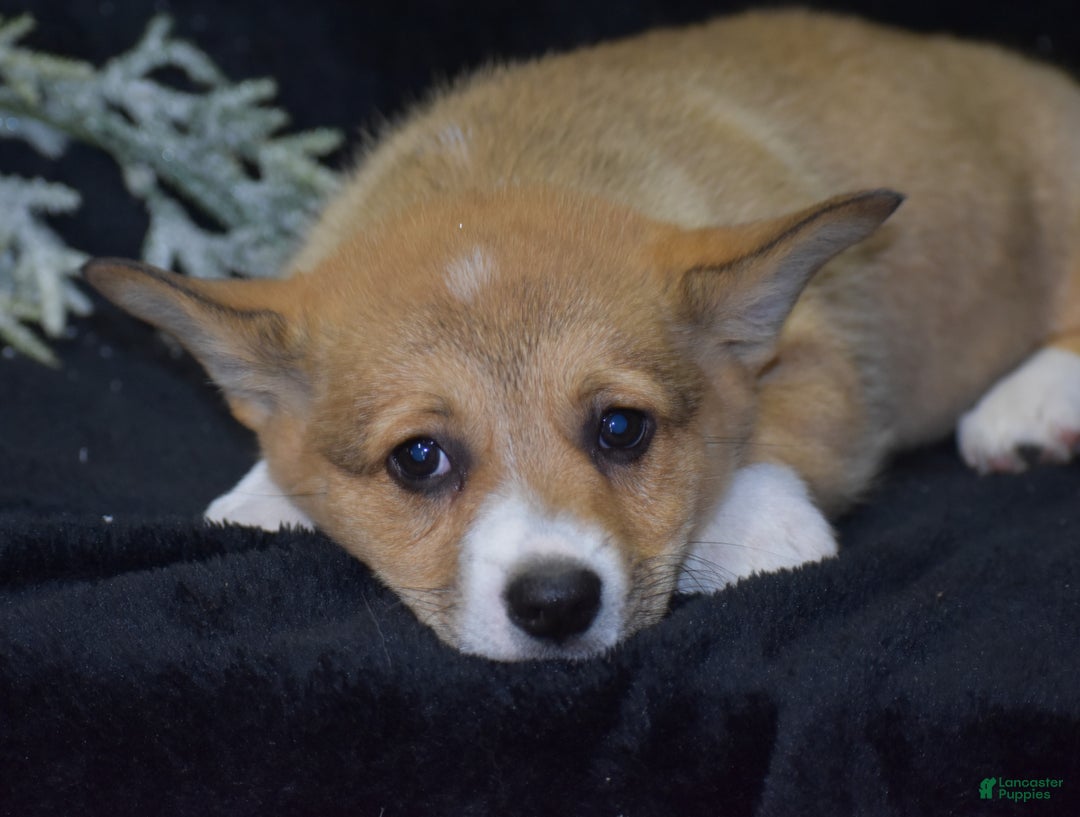 Welsh Corgi Pembroke dogs for sale: Milkyway - Ad 8