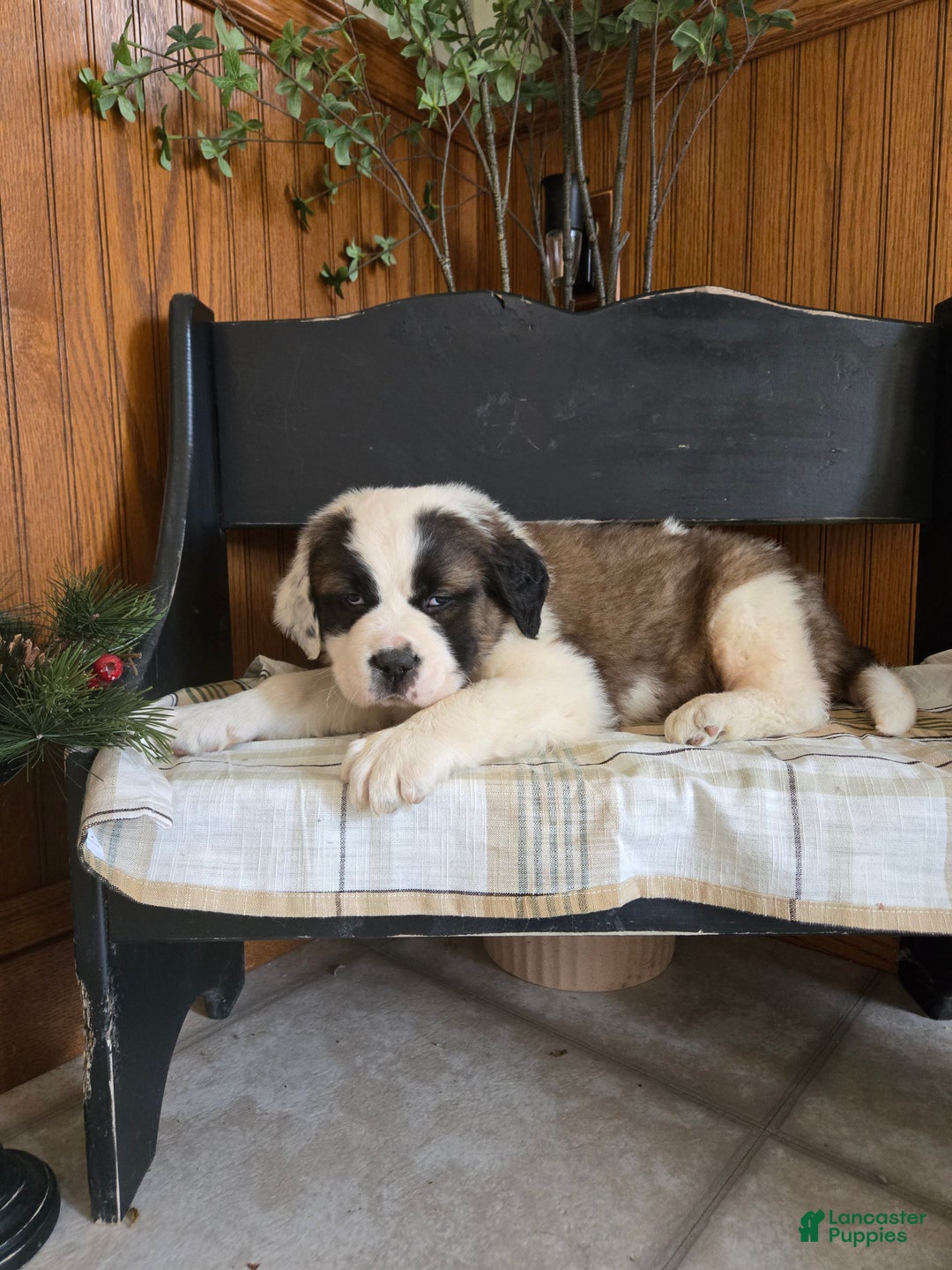 Saint Bernard dogs for sale: Cash  - Ad 3