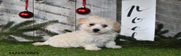 Maltipoo dogs for sale: Lilly Rose - Ad 4