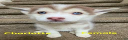 Pomsky dogs for sale: charlotte - Ad 2