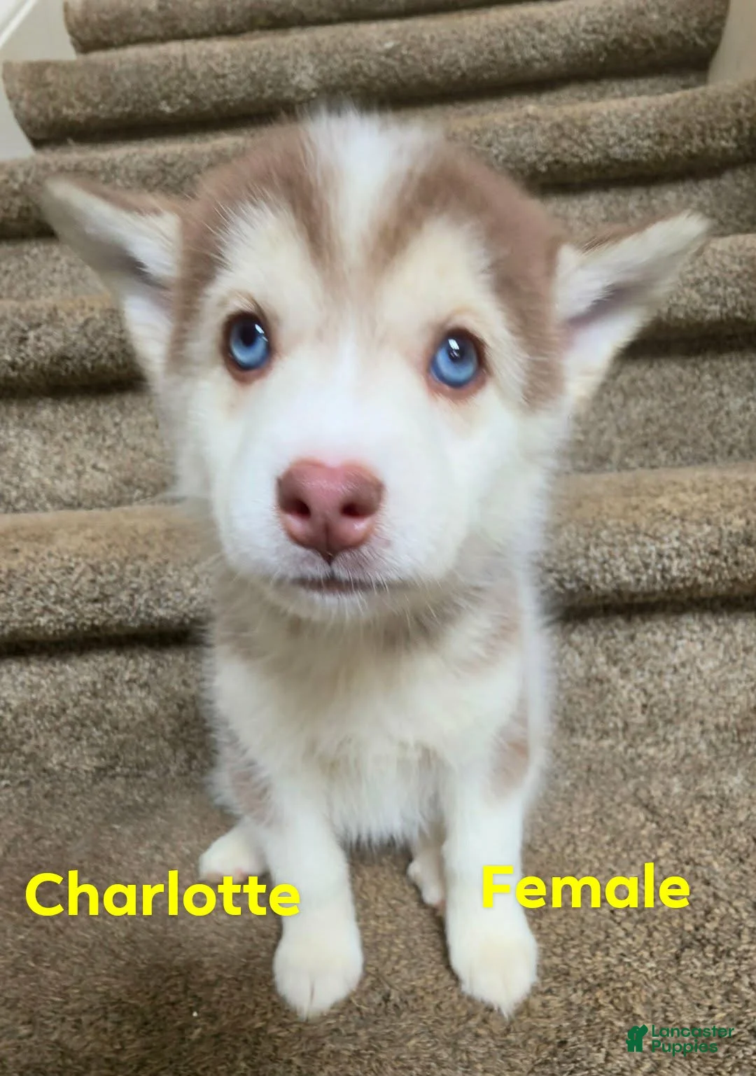 Pomsky dogs for sale: charlotte - Ad 2