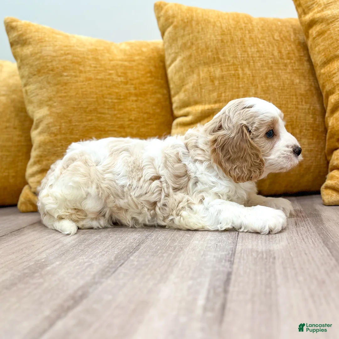 Cavapoo dogs for sale: Odie - Ad 2