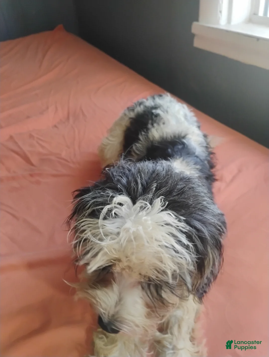Mixed Breed dogs for sale: Mixed Breed 6 - Ad 1