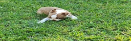 Boston Terrier dogs for sale: Betty - Ad 4