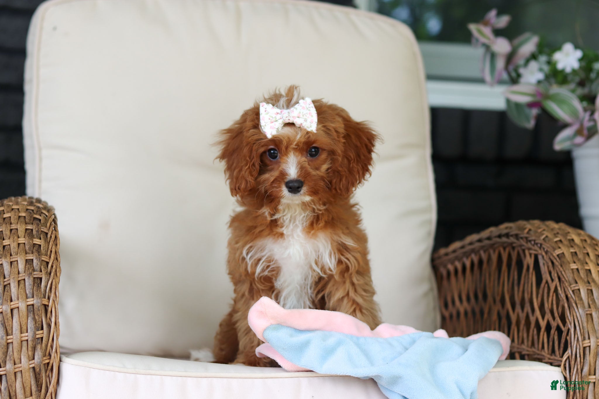 Cavapoo dogs Gracie - Ad 1