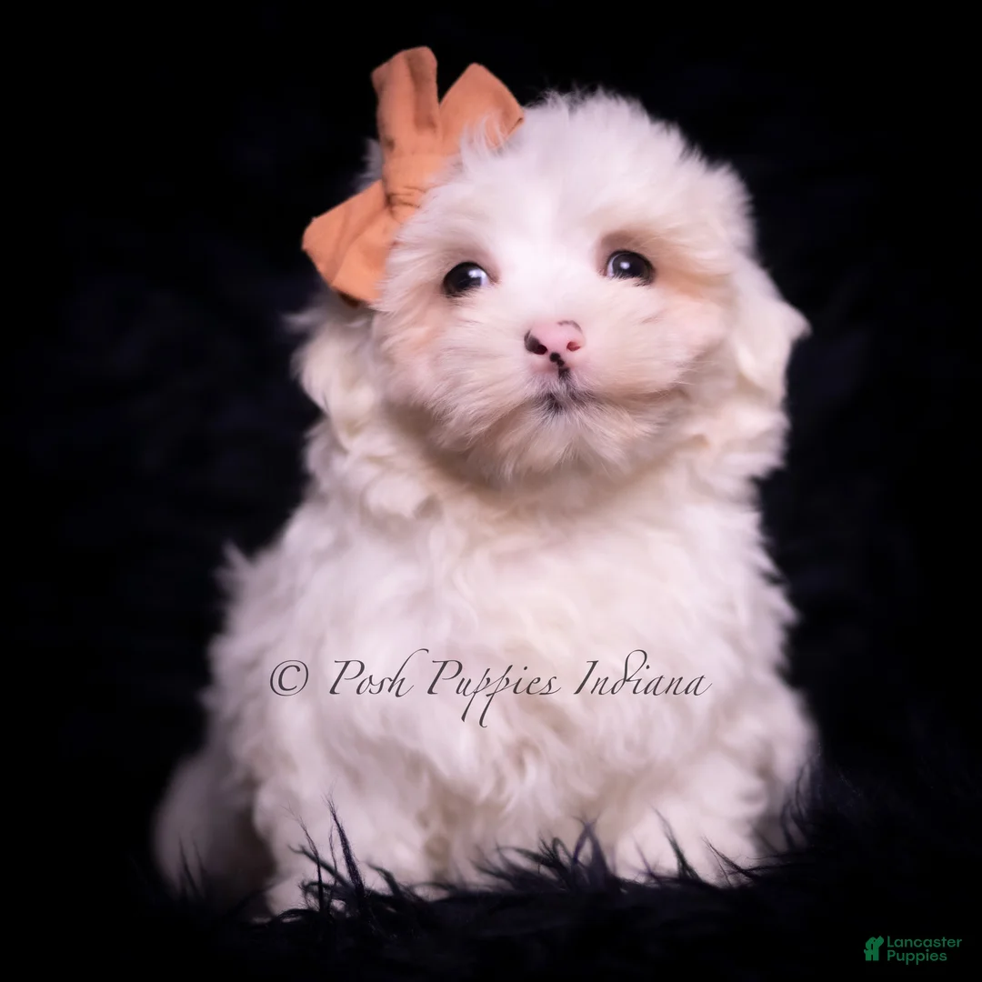Maltese dogs for sale: Maltese Puppy 2 - Ad 2