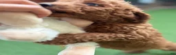 Standard Poodle dogs for sale: Max - Ad 2