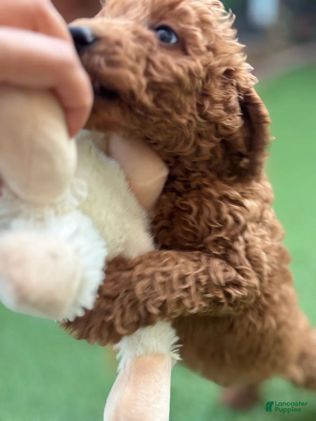Standard Poodle dogs for sale: Max - Ad 2