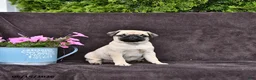 Pug dogs for sale: Dusty - Ad 3