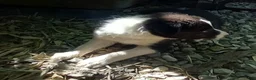 Border Collie dogs for sale: Spotify - Ad 3