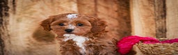 Cavapoo dogs for sale: Kit - Ad 5