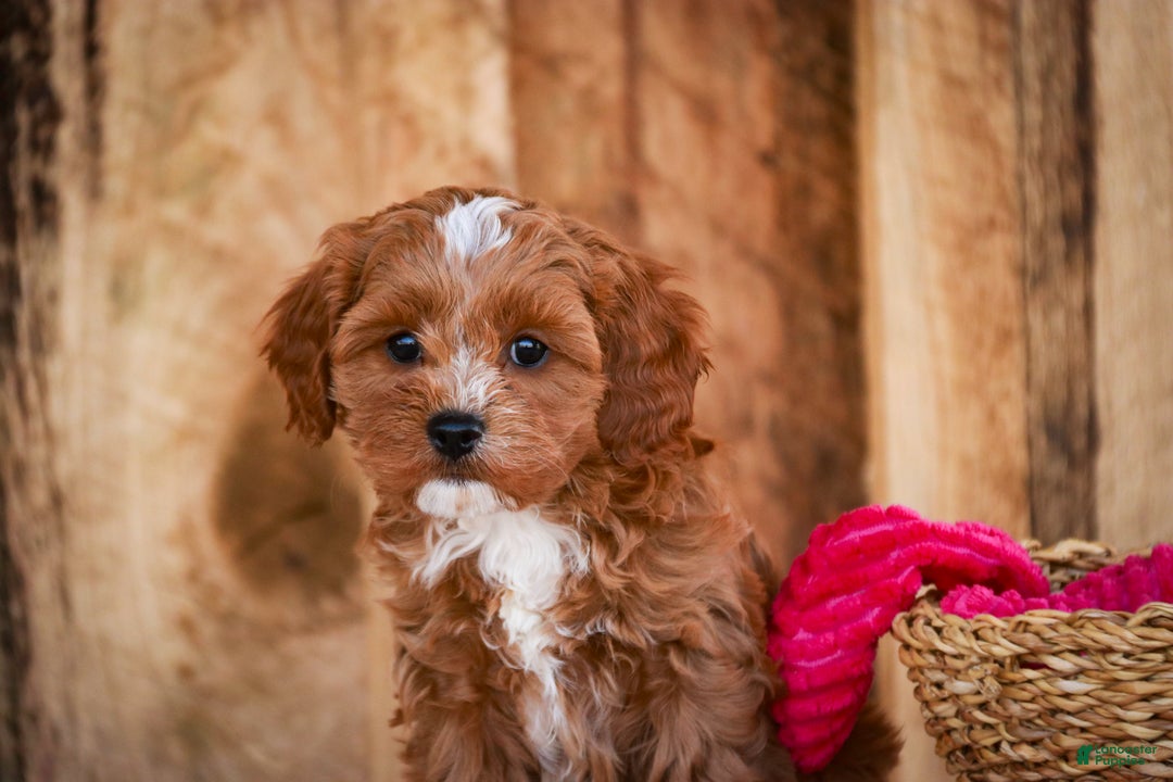 Cavapoo dogs for sale: Kit - Ad 5