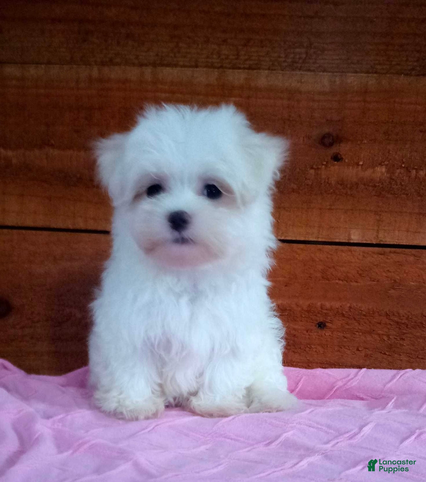 Maltese dogs Sophie - Ad 1